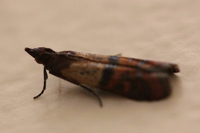 Plodia interpunctella, Moth - Alive