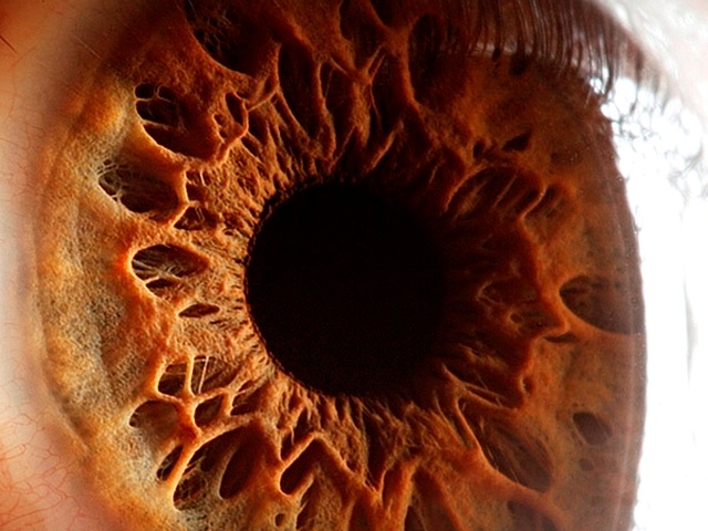 Gambar Mata Manusia, Warna Mata Manusia | Online Cerdas