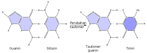 adenin dan guanin merupakan basa nitrogen jenis