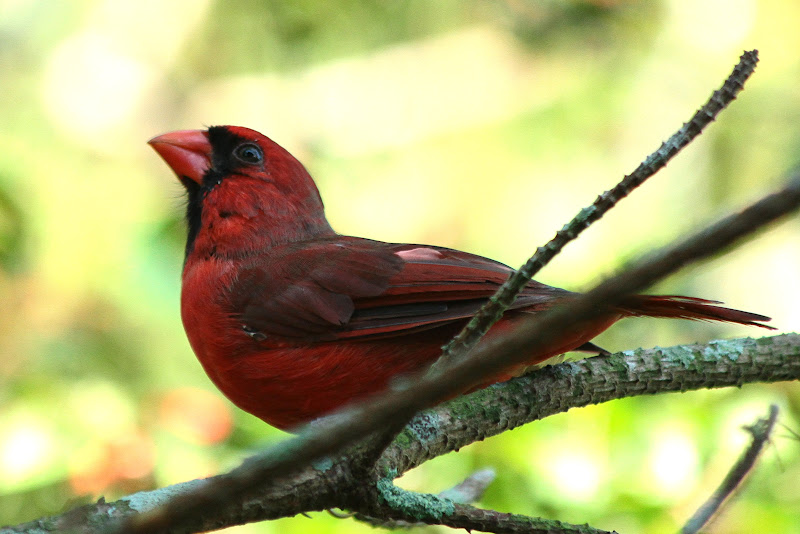 Nuestro bello mundo... Birds of Florida, Aves de Florida, Estados