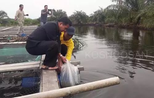 jurusan budidaya perairan jurusan budidaya perairan