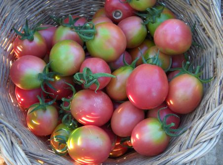 Dr. Christian Cornejo LO QUE NECESITAS SABER SOBRE LA SOLANINA