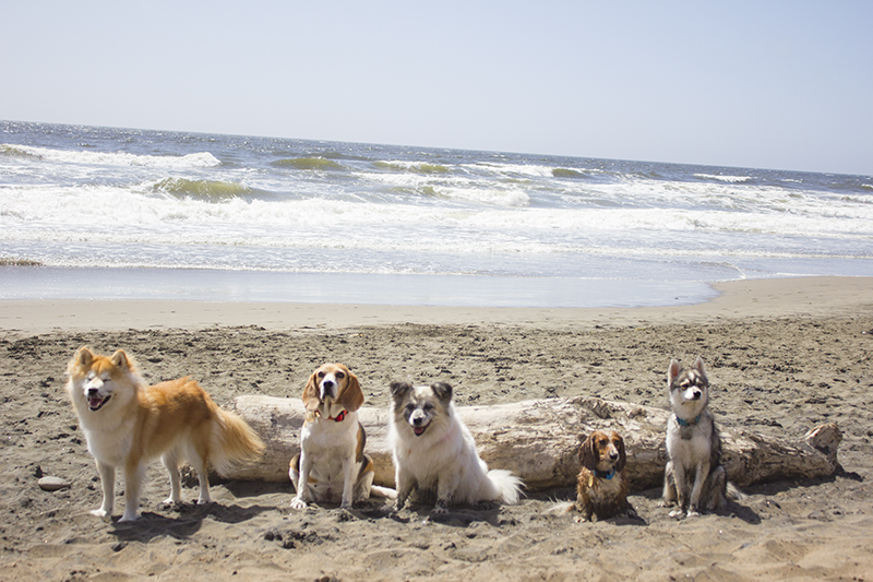 Dogs at California Coast