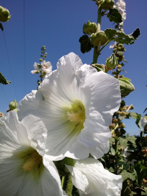 Flores de malva real natural de color blanco