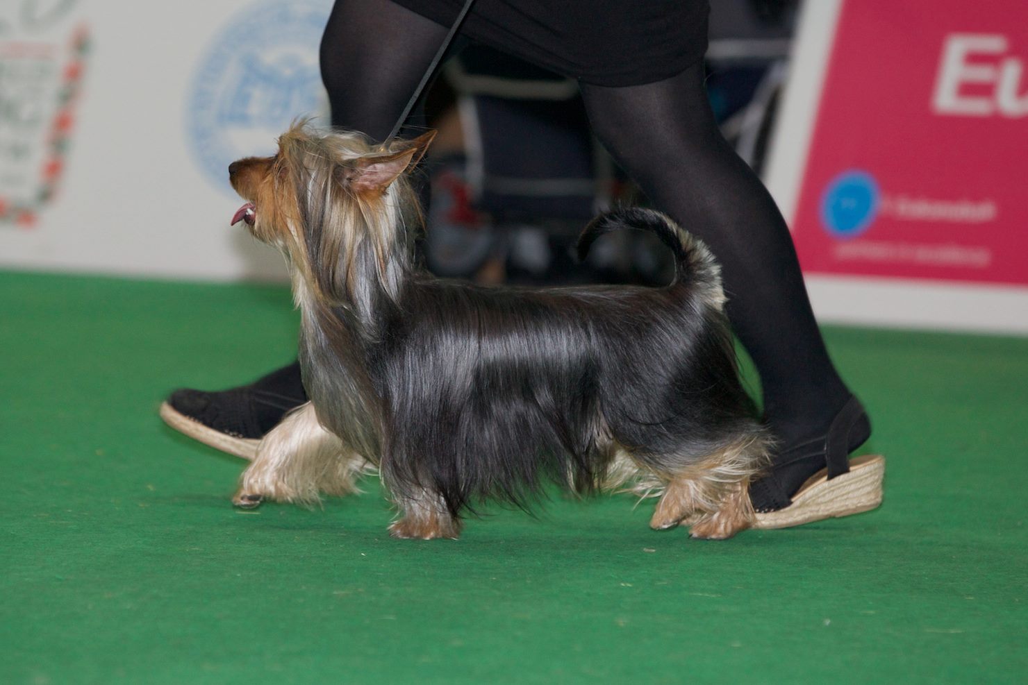 Centella Silky Terriers The ANKC official Standard for the Australian