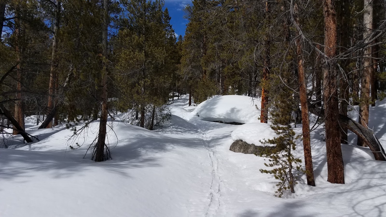 Wilderness Wanderings Kearney Park Loop Snowshoeing at Leadville Fish