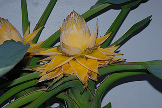 ウンナンチユウキンレン