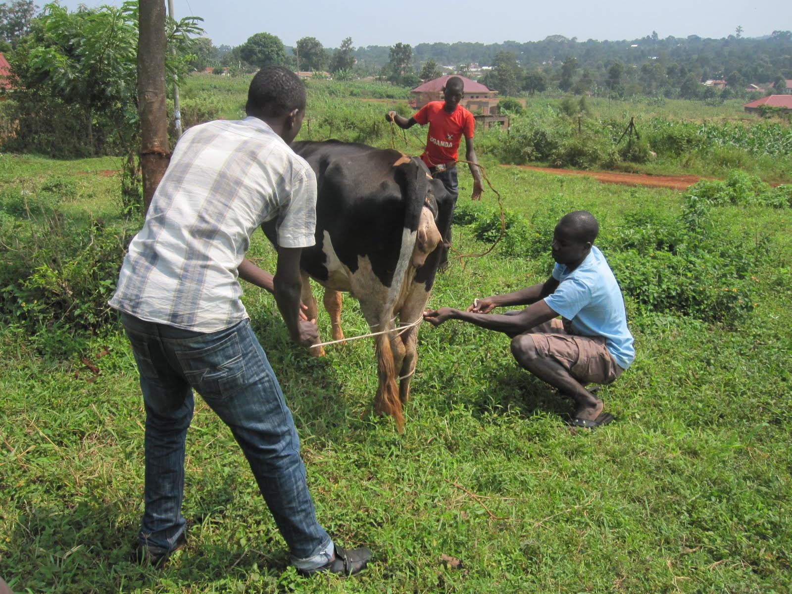 Sar and Kels Howto Friday How to help a cow miscarry