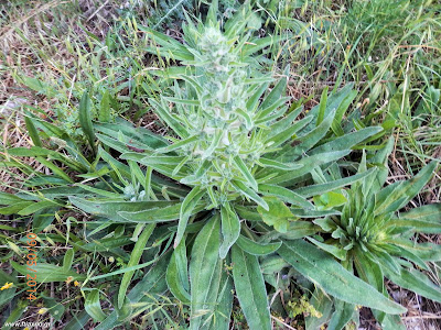 Βοιδόγλωσσα-Echium italicum