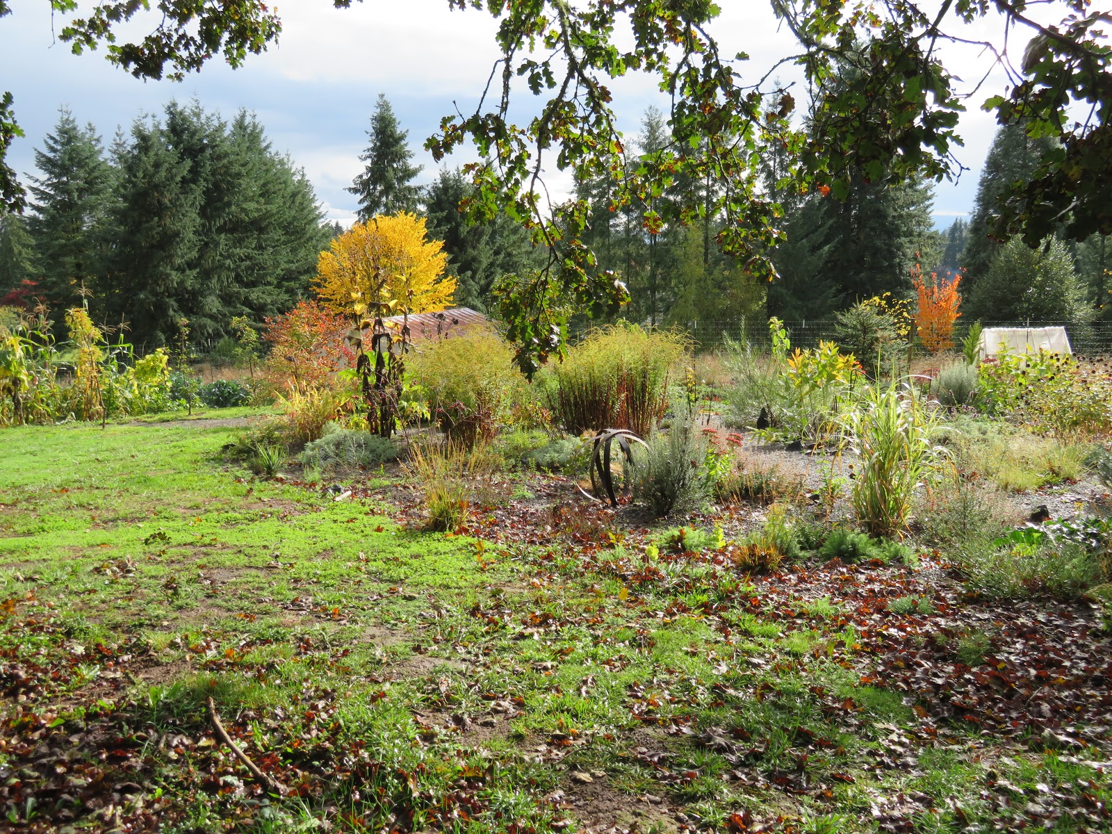 Wild Harvests Highbush Cranberry De Befuddled