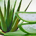 10 Health Benefits of Aloe Vera