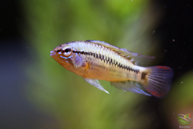 Apistogramma.viejita form1/Puerto Gaitán F1