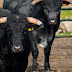 Θεσπρωτία:Έκλεψαν   και έσφαξαν ταύρο   για να πουλήσουν το κρέας του 