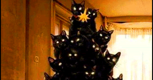 In Cre Di Ble 35 Black Cats With Flashing Eyes In The