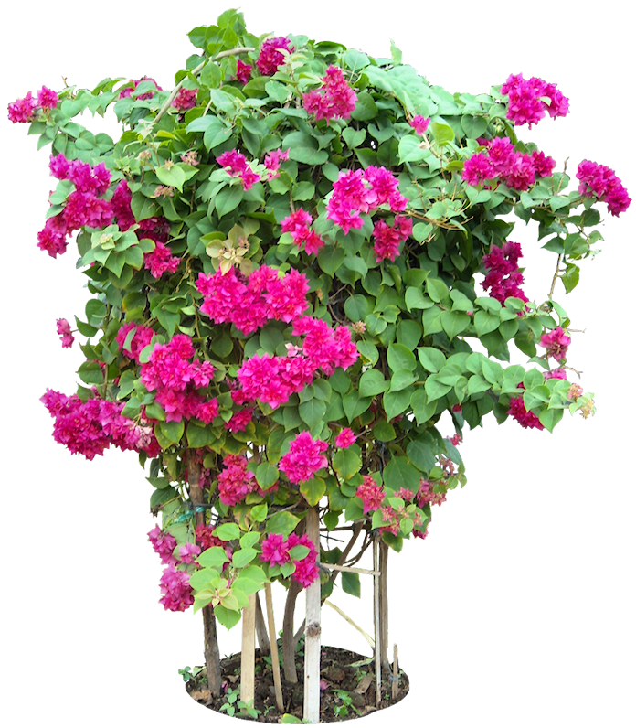 Jual pohon bougenville | kembang kertas | JUAL TANAMAN HIAS MURAH