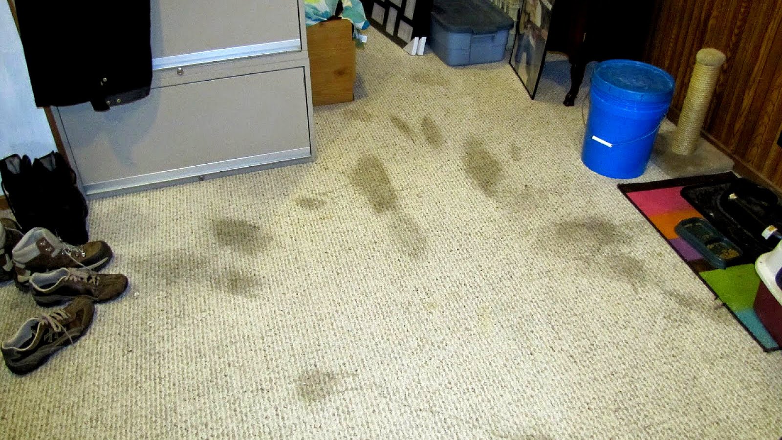 Removing Pet Odor From Carpet Pet choices