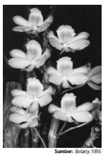 Anggrek Dendrobium crepidalum ini merupakan salah satu contoh atau hibrid steril Anggrek Dendrobium crepidalum ini merupakan salah satu contoh atau hibrid steril