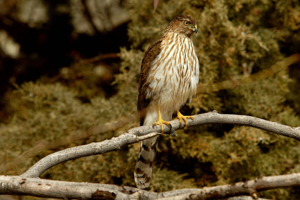 Earth and Space News American Cooper's Hawk Habitats BlueGray Body