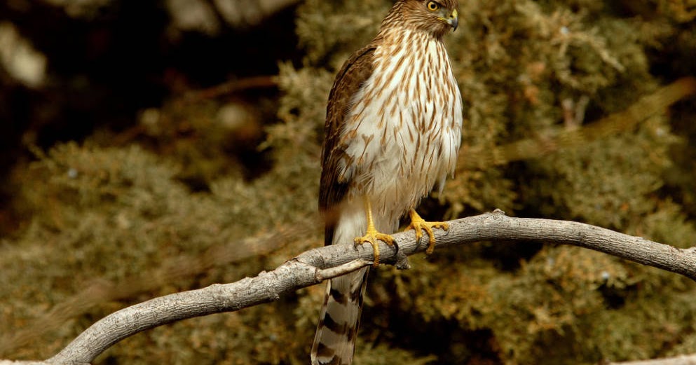 Earth and Space News American Cooper's Hawk Habitats BlueGray Body