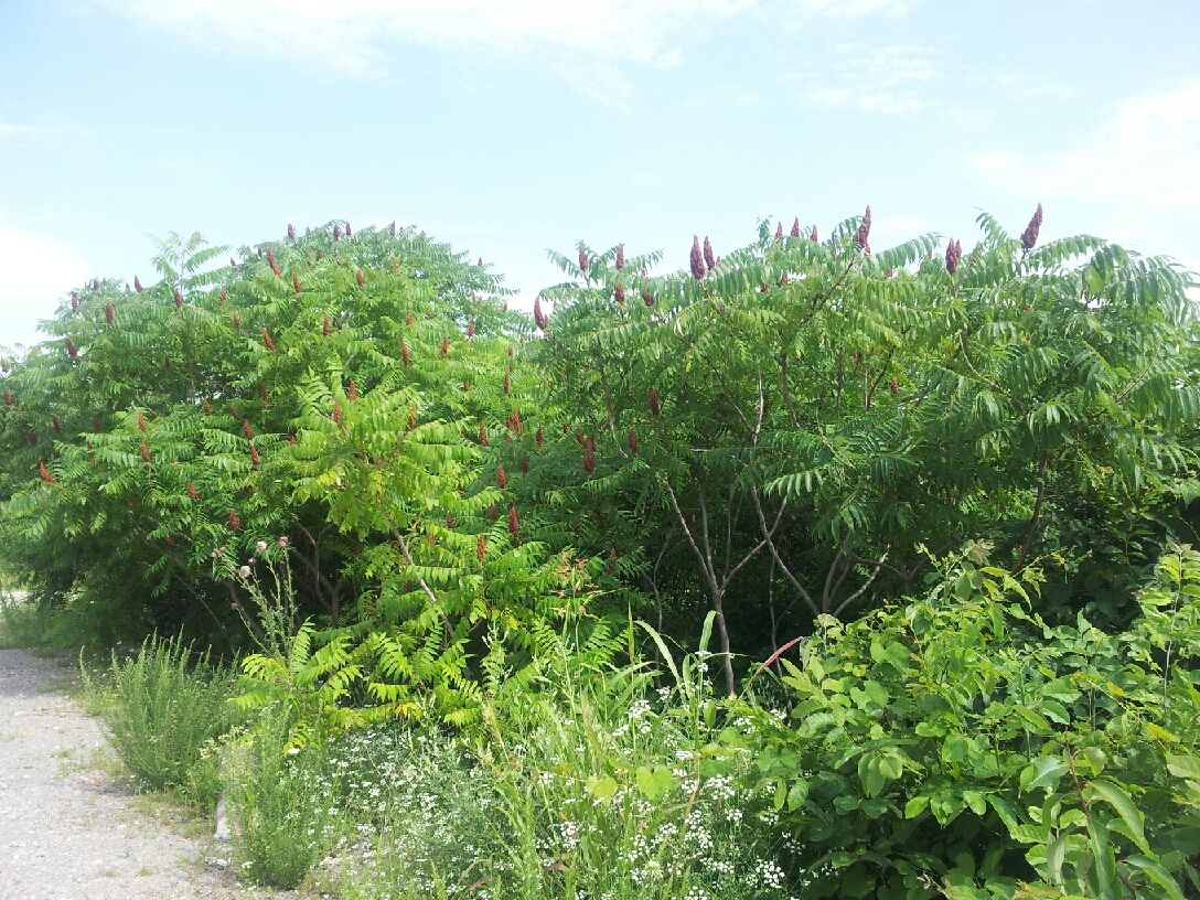 Zaatar Tree Southern Forager: Za'atar Seasoning Made with Wild Staghorn Sumac