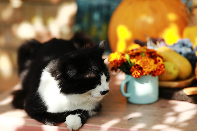 Happy Thanksgiving. A black and white cat poses by some flowers and pumpkins on a table