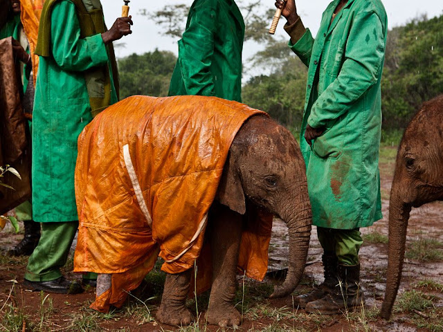 A baby elephant wears raincoat to protect him from rain, cute baby elephant, baby elephant wears raincoat