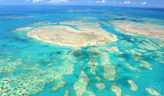 Morte de corais em massa ameaça biodiversidade no Sul da Bahia