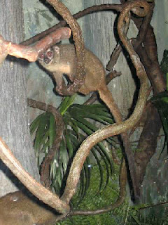 Doğu boz gerdanlı gece maymunu (Aotus trivirgatus)