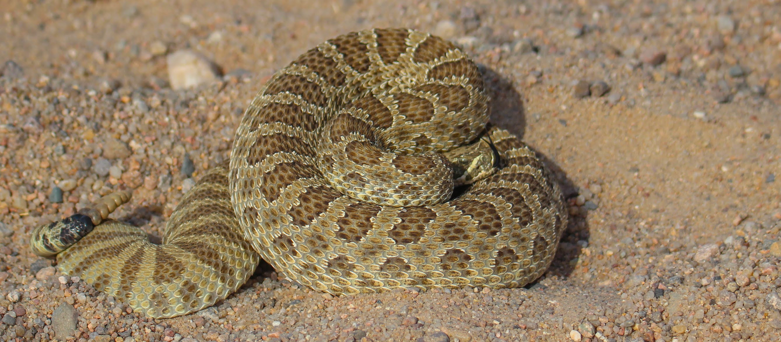 Cannundrums: Prairie Rattlesnake