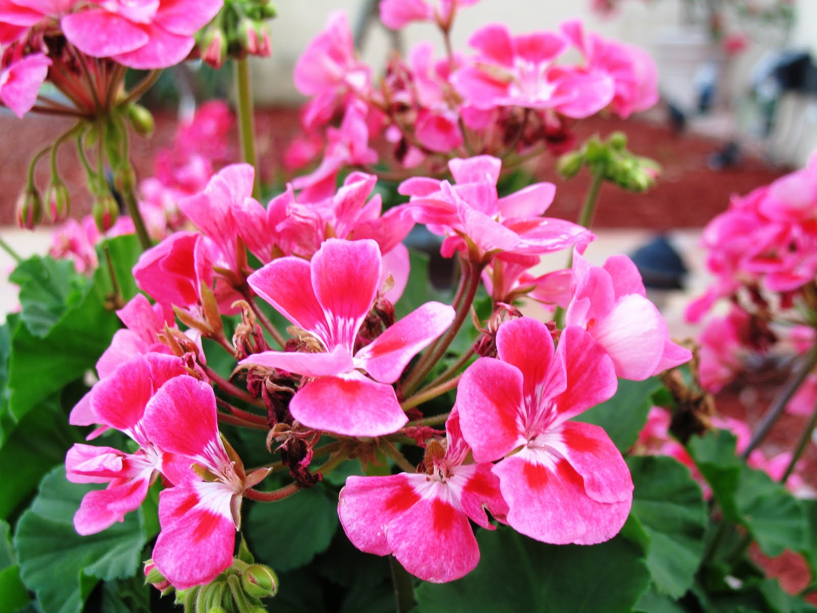 Tropical Applique Hollyhocks Blooming in South Florida