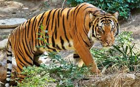 SUMBER ILHAM: TAFSIR MIMPI MELIHAT HARIMAU