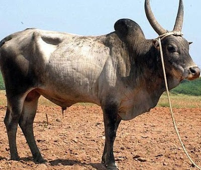 Kangayam Cow Facts, Origin, Weight, Milk Capacity & Benefits