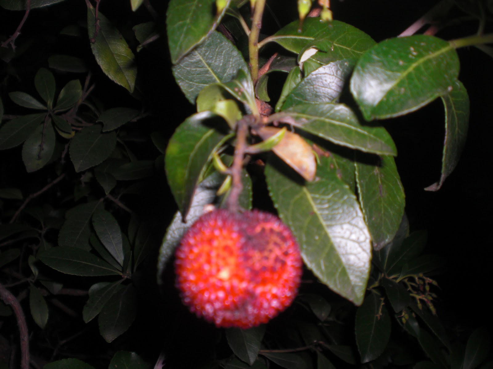 Perfumes y luces de Extremadura: Madroño. Arbutus unedo. Especial Navidad.