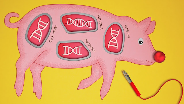 Pig Epidemic gene editing illustration