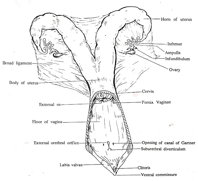 Female reproductive system - Histology - Veterinary Anatomy
