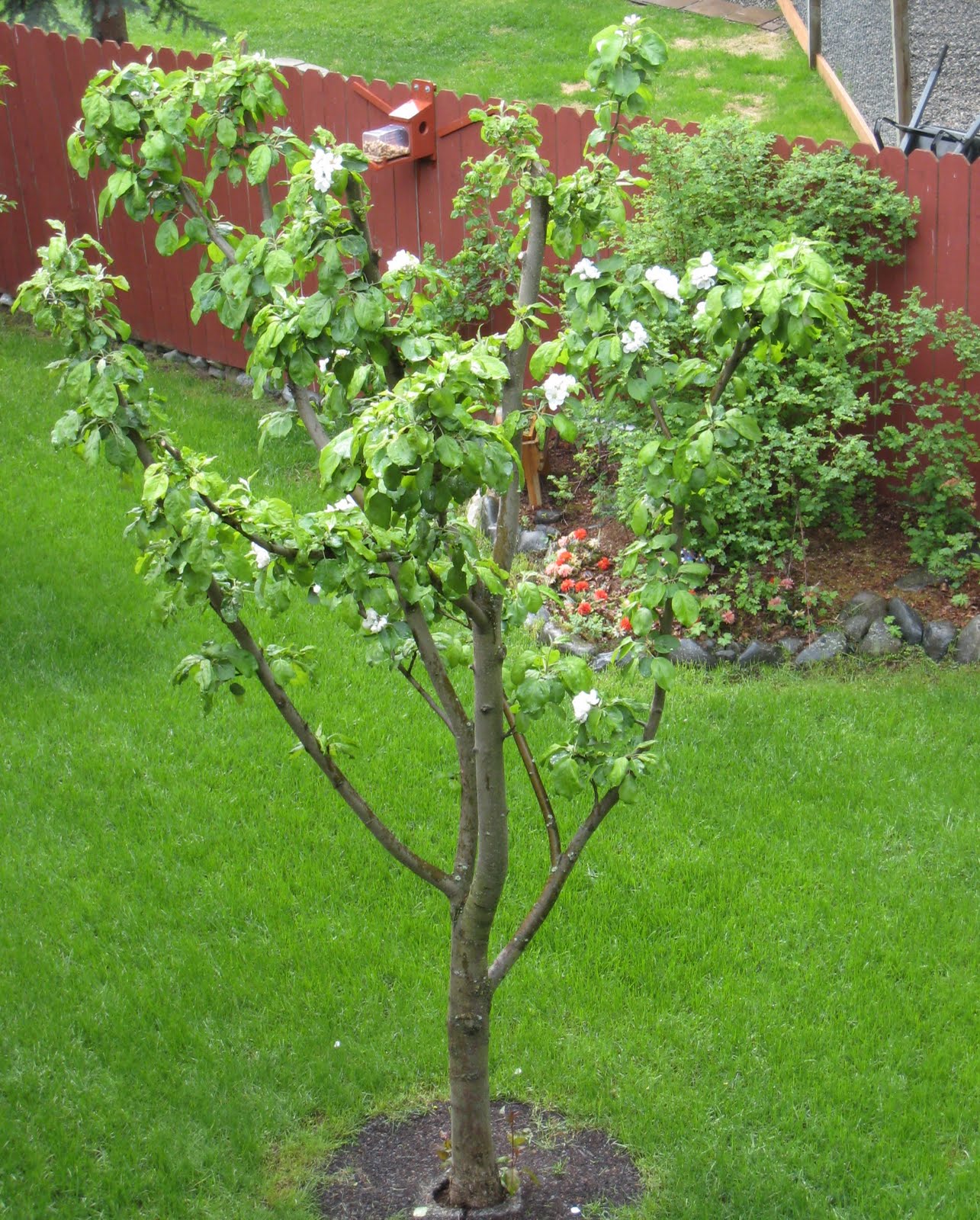 goodland apple tree pruning, Orange VA