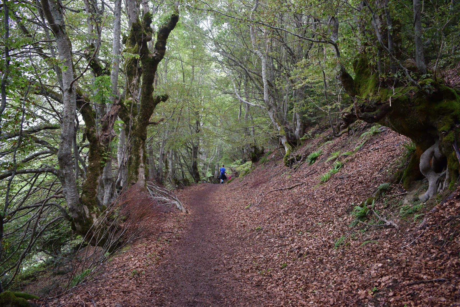 Valle de Arán - Blogs de España - Valle de Arán 4. Bausen, Bosque de Carlac, Canejan, Les y Bosost (1)