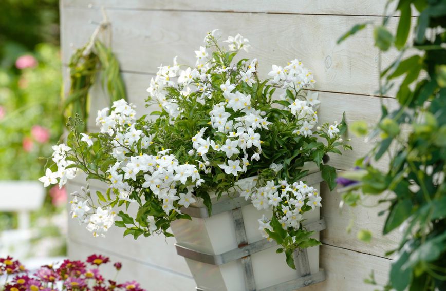 bijeli-jasmin-cvijece_balkon_miris_aroma
