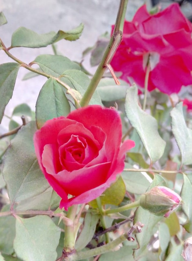Rose flower 4