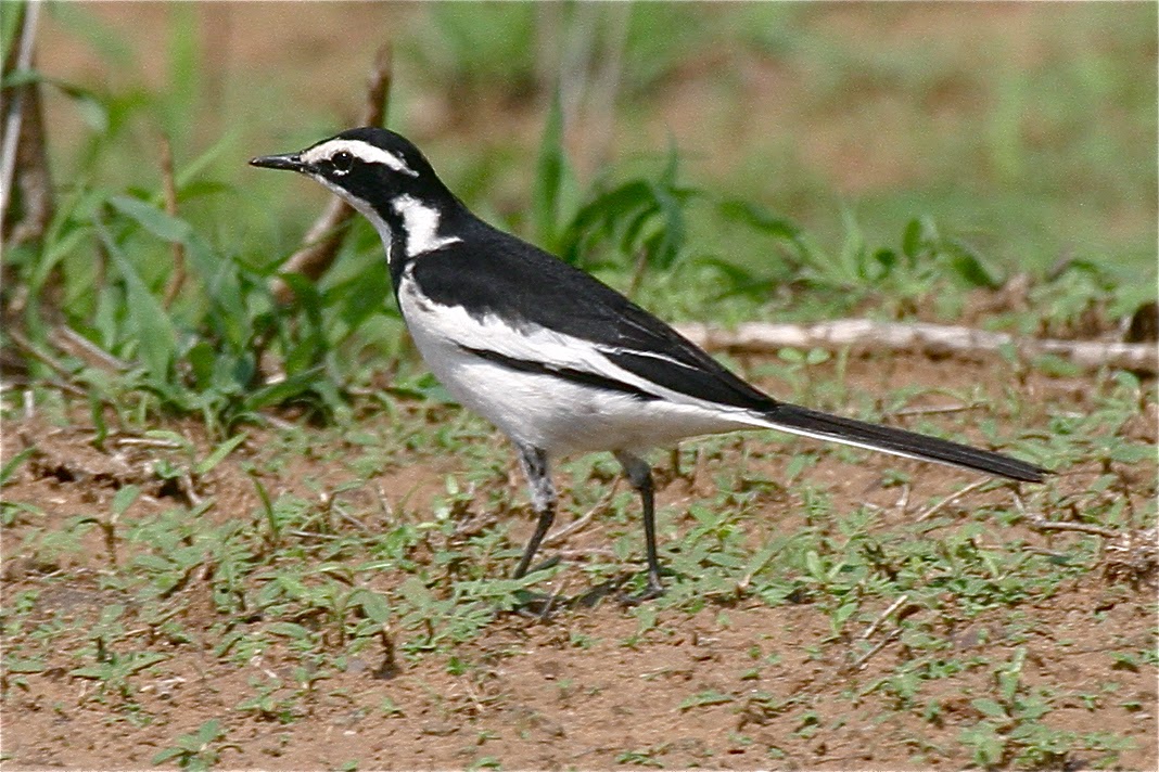 Beautiful Wallpapers for Desktop: African pied wagtail HD Wallpapers