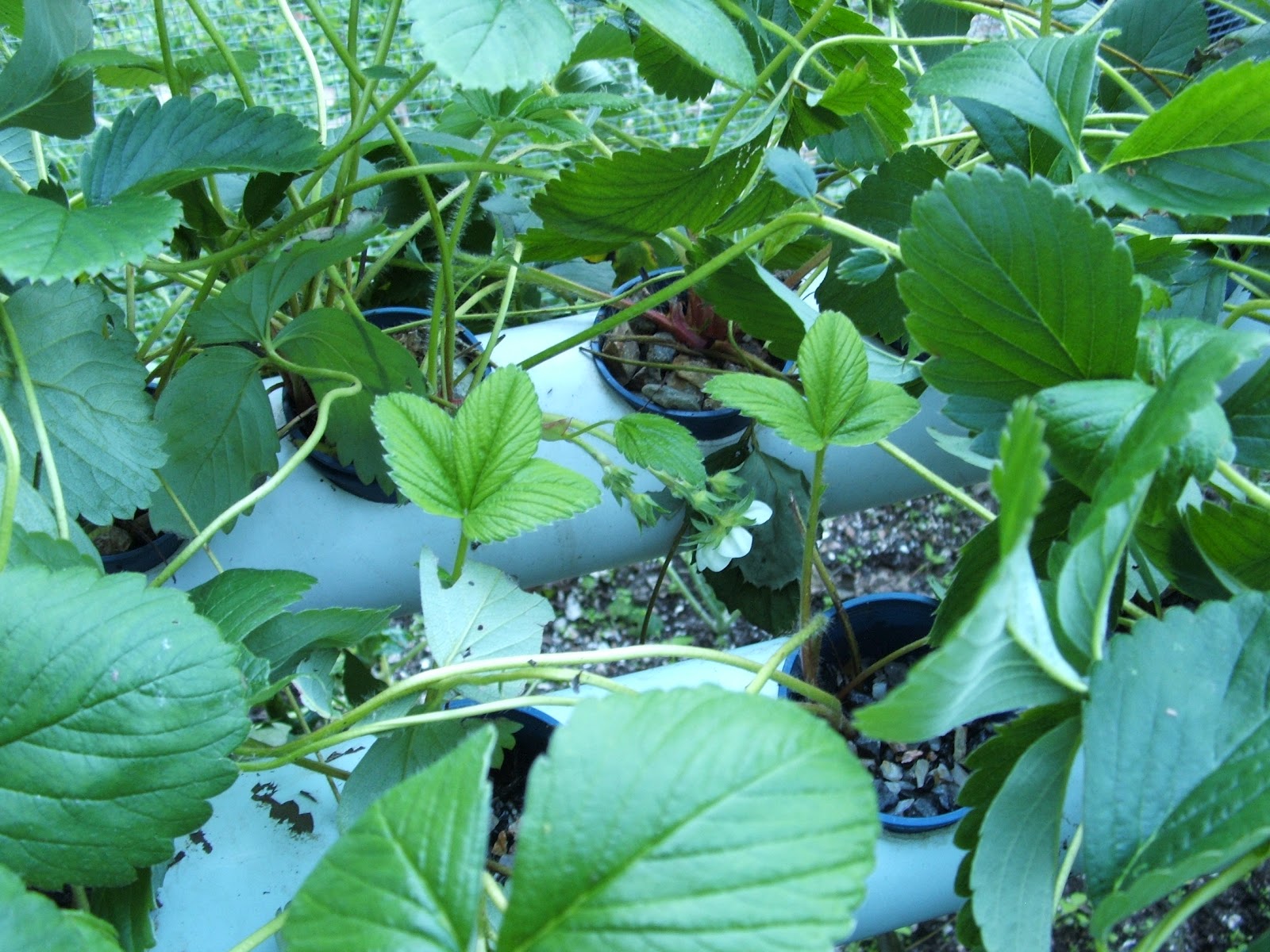 Aquaponics university australia This Zambian Entrepreneur Is Designing Mobile, Sustainable Farms