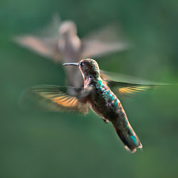 can birds fly upside down 2