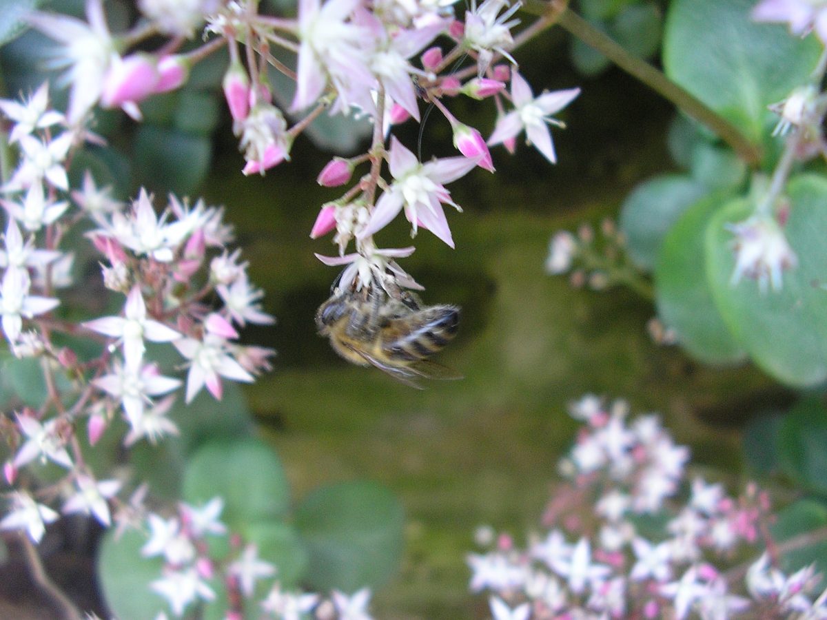 Crassula multicava «orgullo de Londres» - Id Plantae