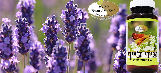 צמחי מרפא לבנדר לשקט ולהרגעה