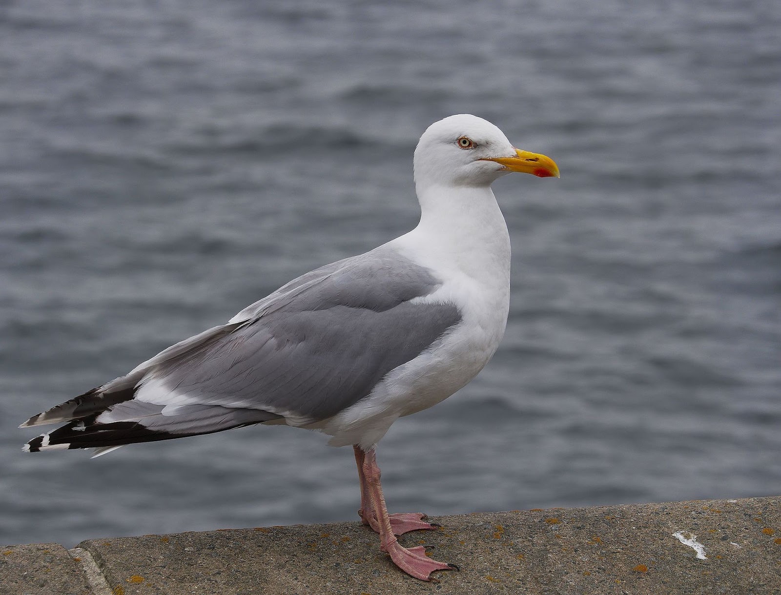 Gulls of BC