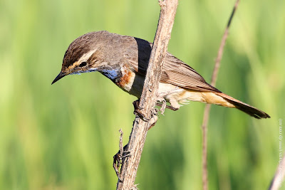 Самец варакушки (Luscinia svecica) Bluethroat