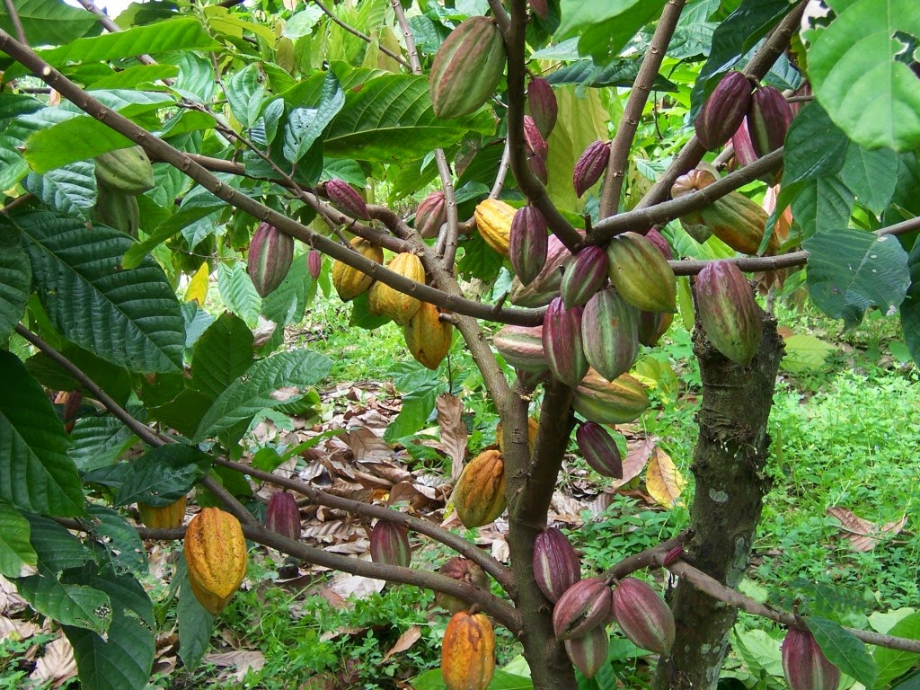 Makalah Budidaya Tanaman Kakao - AGRONOMI UNHAS