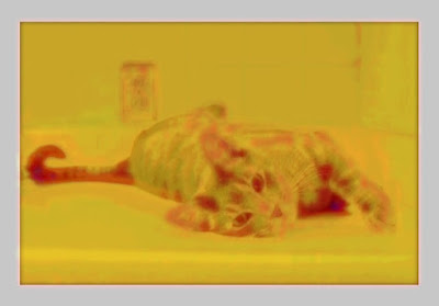 A cat photo that was processed with Processing code.