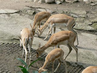 Goitered gazelle (dişi ve genç)