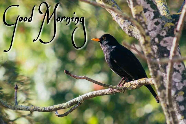 blackbird beautiful good morning image